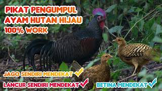 Download lagu Suara pikat ayam hutan hijau kolaborasi jantan dan betina .TERBARU AMPUH‼️ mp3 Download lagu Suara pikat ayam hutan hijau kolaborasi jantan dan betina .TERBARU AMPUH‼️ mp3