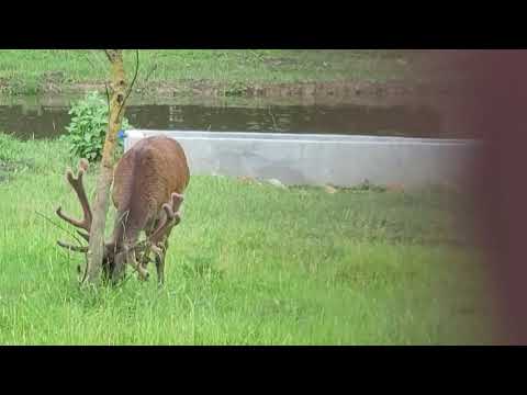 Cerb Curtea Domneasca Vaslui