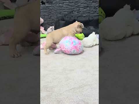 Video 5