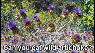 wild artichokes aka cardoon, artichoke thistle, harvesting and cooking