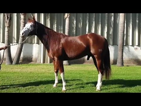 Rancho La Cofradía - Transmisión En Vivo desde Acatic, Jalisco