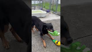 Video preview image #1 Rottweiler Puppy For Sale in Rockaway, NJ, USA