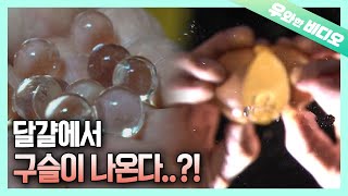 Download lagu 충격제보) 실사판 황금알을 낳는 거위?! 구슬을 낳는 닭!┃Shocking) The Hen that Lays Golden Eggs?! mp3