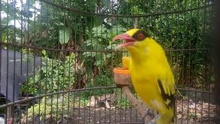 Download lagu Kicau burung Kepodang emas gacor di pagi hari, Masteran dan Pikat. mp3