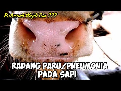 , title : '7 Tanda Sapi Anda Terkena Radang Paru/Pneumonia [PeternakWajibTau]'