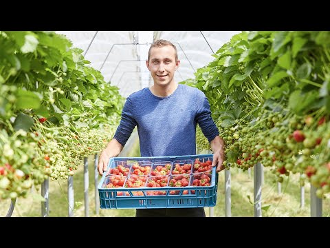 Zomerkoninkjes uit eigen land voor DekaMarkt 🇳🇱 | Herkomst