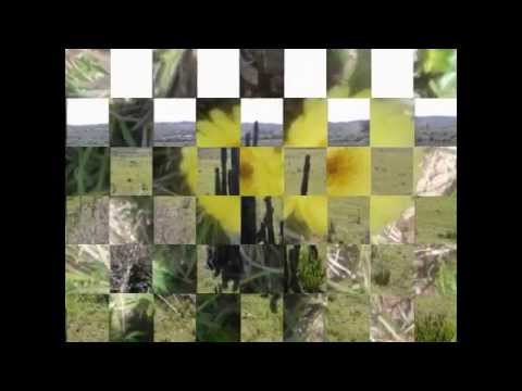 Rivera ,paysajes y descubrimientos 3.