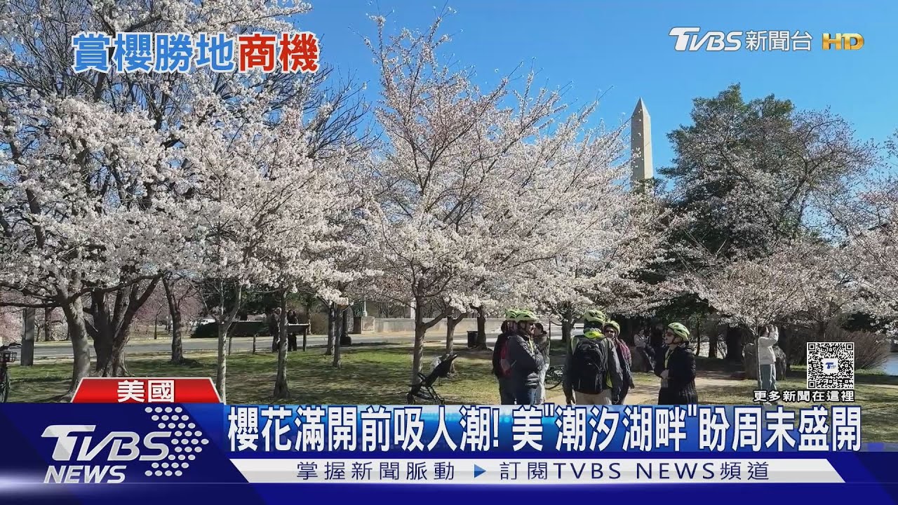櫻花還沒滿開「已吸人潮」!華府「潮汐湖畔」盼周末盛開