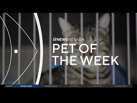 Pet of the Week: Two adorable kittens - YouTube
