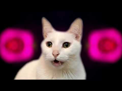Chicken Dance - Cats Version - Singing Cats - Cats Parody
