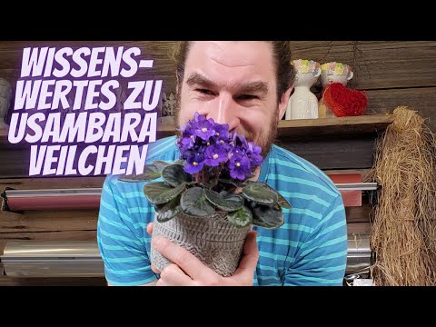, title : 'Pflegetipps St Pauli - Usambara Veilchen - Pflanzen Deko im Wohnzimmer Zimmerpflanzen Tipps'