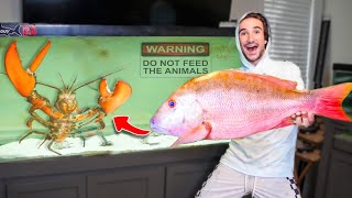 Catching MONSTER WILD FISH For My PET LOBSTER!