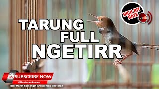 Download lagu 🔴 Suara Prenjak Betina Tarung Full Ngetir ❗️Masteran Prenjak Betina Paling Ampuh❗️ mp3