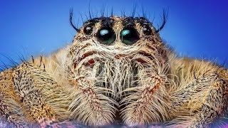 When Tarantulas Attack