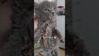 Dirty kitty