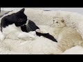 Cat Scolds Kitten For Biting His Tail
