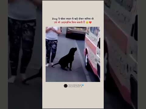 The dog thought that if I stand up and ask for ice cream I can get it from him too..🤭👍 #shots