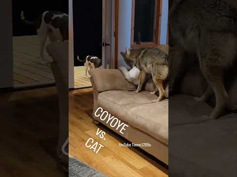 COYOTE ATTACK!🙀 #cat #dog #nature #beast #friends #wolf #weavethecoyote #duckholliday #howiedewitt