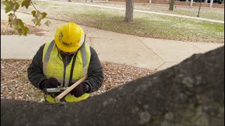 Using Tree Inventory Software On Campuses