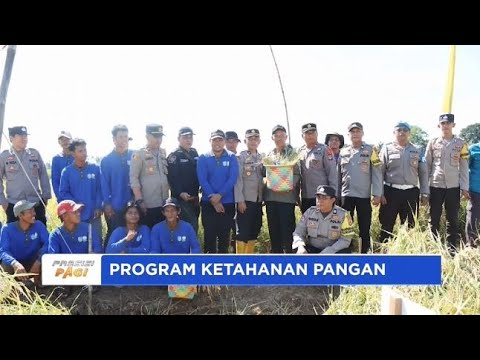 POLRES BANJAR KETAHANAN PANGAN GELAR PANEN PADI