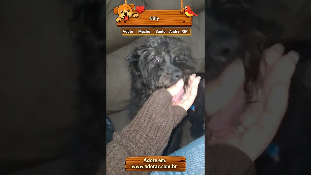 Cachorro raça SRD-ViraLata idade 2 a 6 meses nome Billy