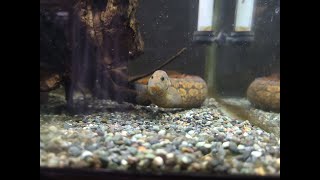 熱帯魚の餌やり風景