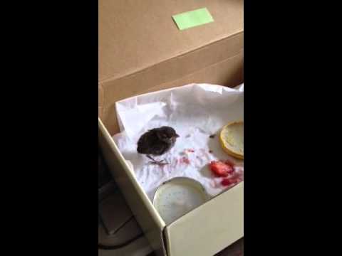 comment trouver un oiseau
