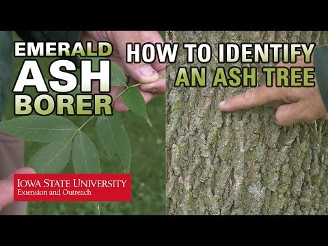 How to Identify an Ash Tree