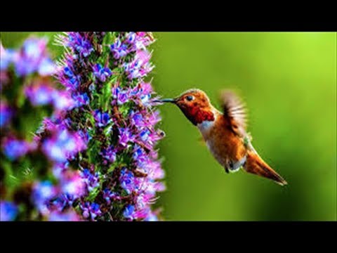 驚いたことに、巨大なハチドリが 2 羽います。