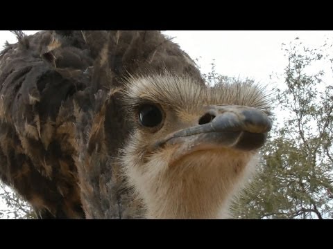 Emu defends me against attacking Ostrich