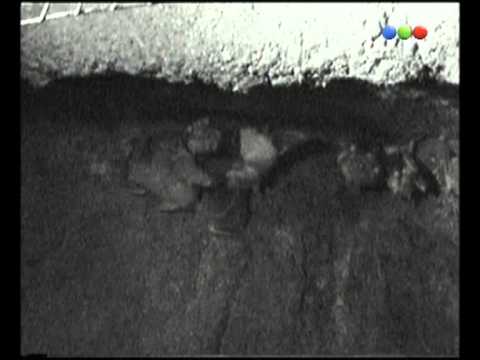 Bélgica "Tarántula", Mundo Zoo - Por El Mundo