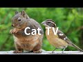 Cat TV: 6 Hours - Beautiful Birds, Squirrels, Nature sounds in Canadian Forest