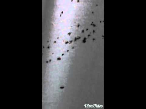 Bed Bugs in South Plainfield, NJ