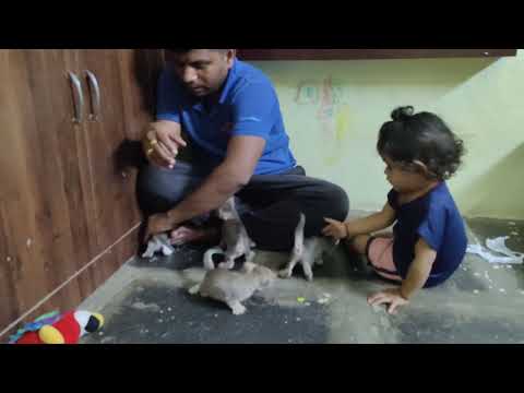 Cat #cats #animals #playwithcat