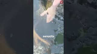 Download lagu Dia Pasti Dapet Ikan Besar, Tapi Malah Nyesel Berat #shorts #fishingfail mp3