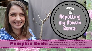 Bonsai Repotting Season - Rowan tree