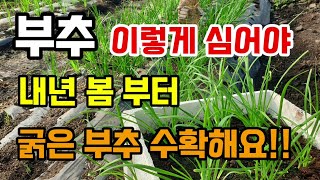 부추 지금 이렇게 심어야 내년 봄부터 굵은 부추 수확합니다 부추심는시기방법