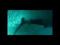 The Sardine Part Two