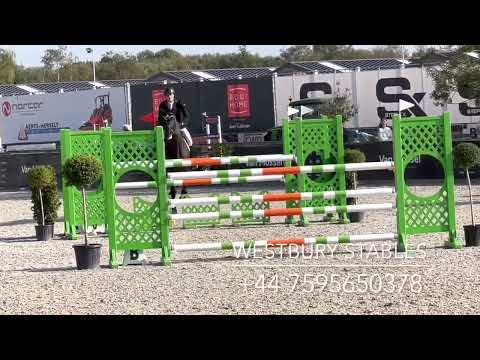 Djoko Z- 2016 Stallion (Dominator Z X Darco)