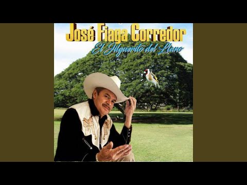 Gavilán Cravo Sureño