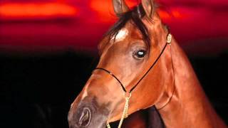 Demandez à mon cheval Music Video
