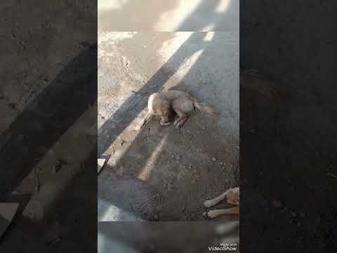 BHAI TERA GUNDA : Narendra Bhagana, Mukesh j | Aman Jaji . #dogs #shortsvideo #viral