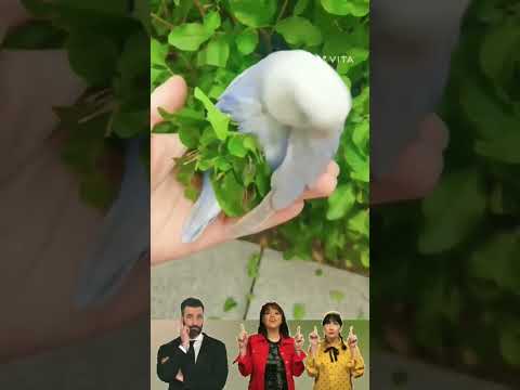 Birds ki talent#shorts