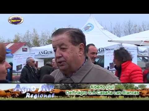 Angus Otoño en Bolivar, Nota Alberto Guil, Delfinagro S A Cabaña Las Blancas