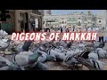 Pigeons Of Makkah Al Haram Pigeons Pigeons At Masjid Al Haram