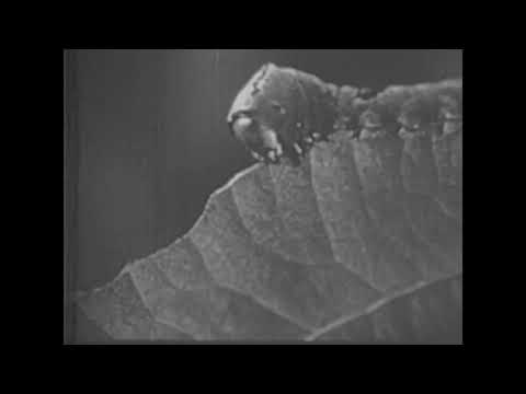 9.5mm Film - Sallys Day Out by Cherry Kearton = Pathescope SB30082 1934