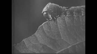 9.5mm Film - Sallys Day Out by Cherry Kearton = Pathescope SB30082 1934