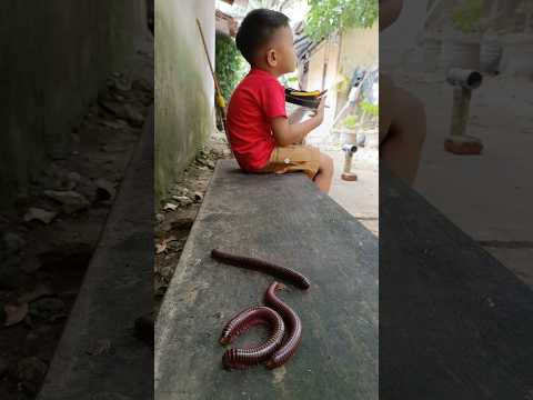 Look, this kid is running away from the millipedes #shorts #millipede #funny