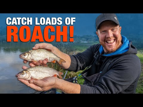 Catch LOADS Of Roach and Silvers Using Casters! | Andy May