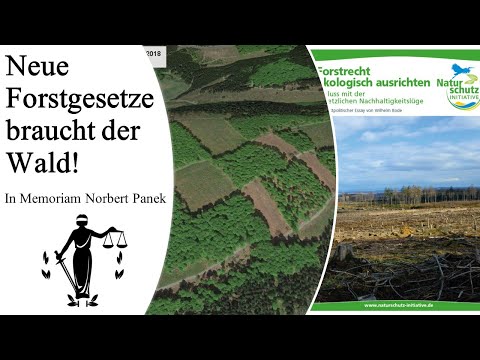 Politisch gewollte Waldvernichtung - Diese 5 Gebote würden den Wald retten!